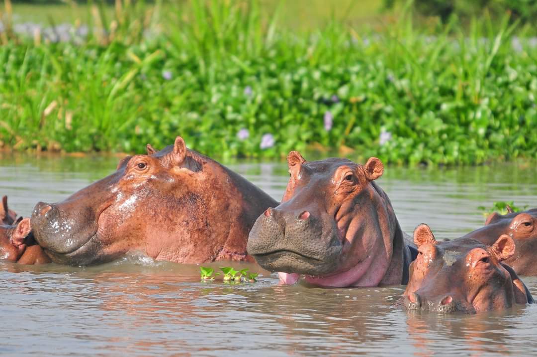 Uganda adventure