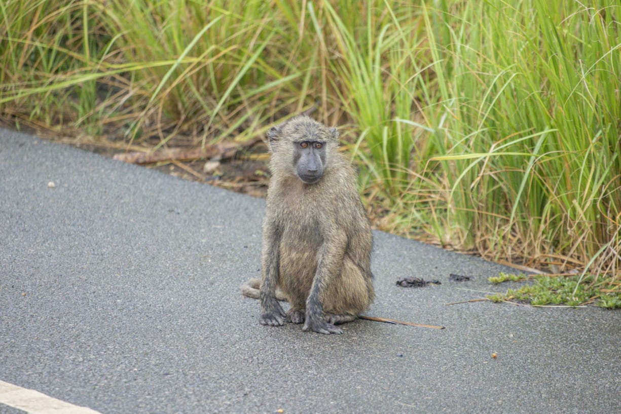 Uganda adventure