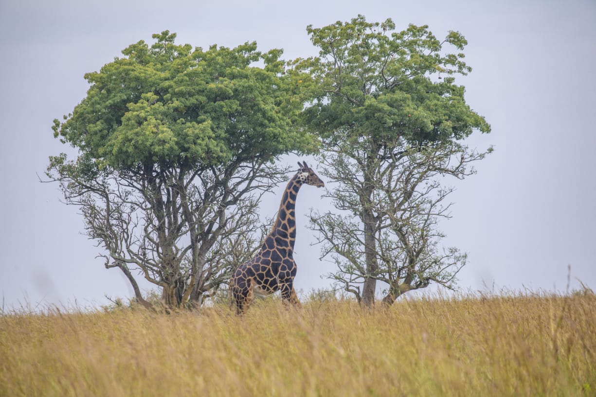 Uganda adventure